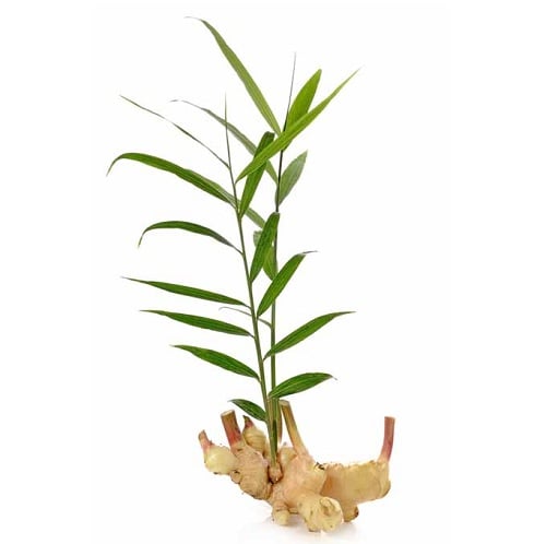 Transplant-Ginger-Seasonally-2.jpg GINGER LEAF (1Pc ~ 100g) - Image 1