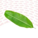 BANANA LEAF -1 pc