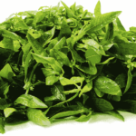ALTERNANTHERA SESSILIS LEAVES / PONNANGANNI KEERAI - (1 bunch ~250g)