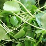 CENTELLA ASIATICA LEAVES / VALLARAI KEERAI - (1 bunch ~250g)