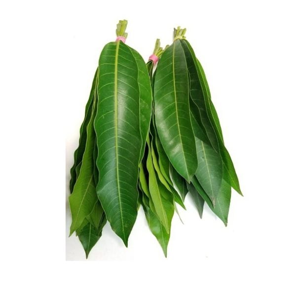 MANGO LEAVES - 50g - Image 1